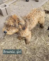 F2 Goldendoodles, a female Goldendoodle for sale in Goldendale, WA – Photo 1 of 5