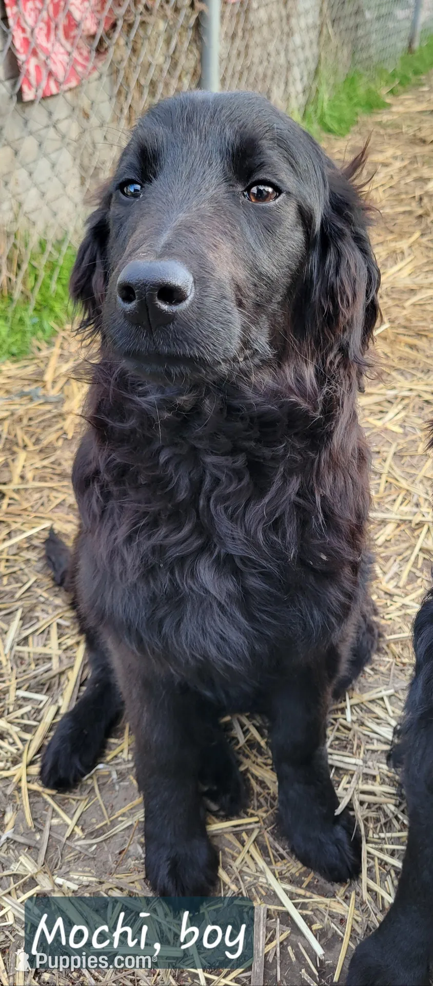 F2 Goldendoodles, a female Goldendoodle for sale in Goldendale, WA – Photo 4 of 5