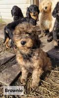 F2 Goldendoodles, a female Goldendoodle for sale in Goldendale, WA – Photo 3 of 8