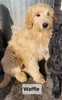 F2 Goldendoodles, a female Goldendoodle for sale in Goldendale, WA – Photo 7 of 8
