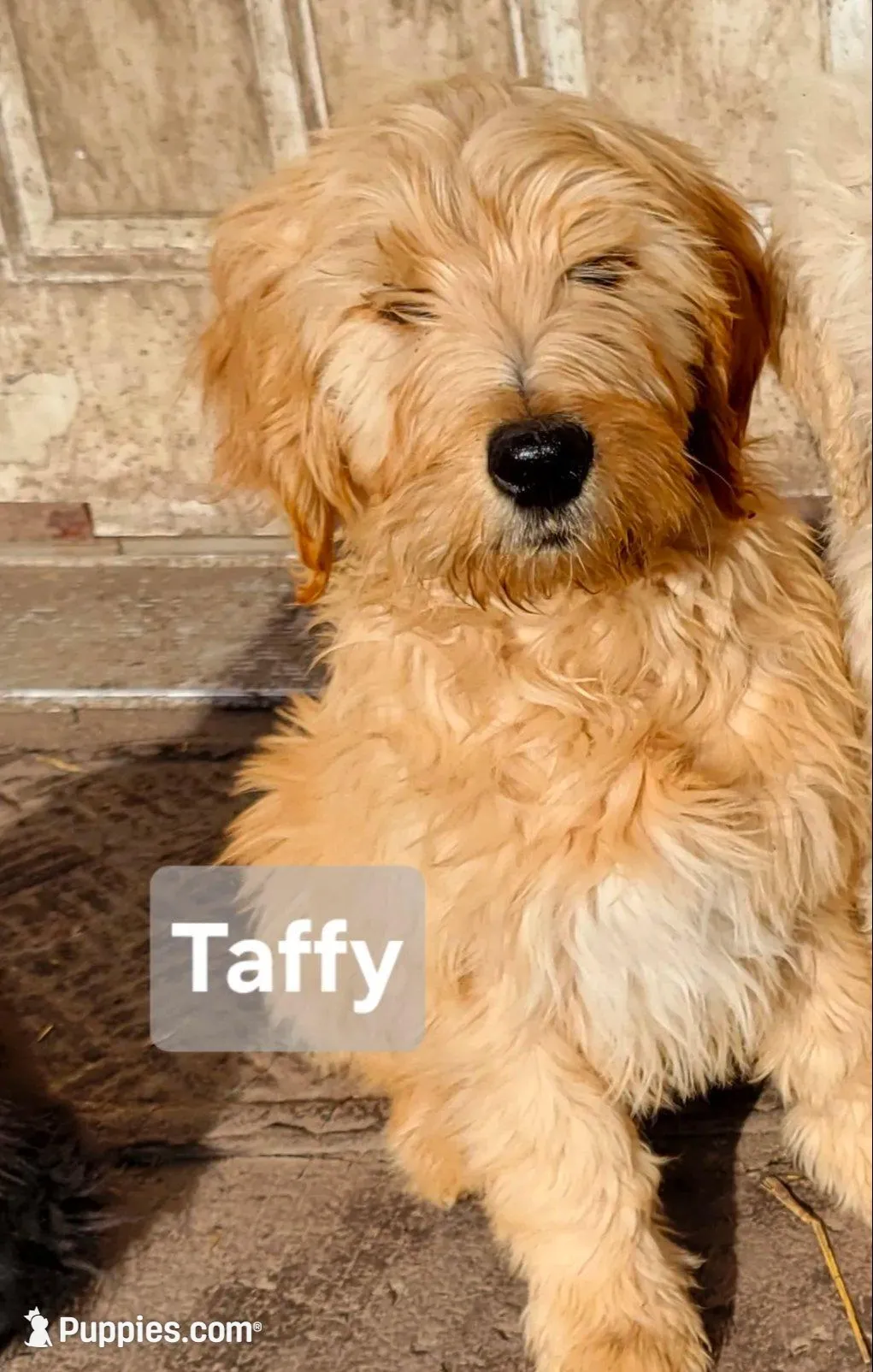 F2 Goldendoodles – Goldendoodle puppy for sale in Goldendale, WA