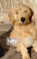 F2 Goldendoodles, a female Goldendoodle for sale in Goldendale, WA – Photo 8 of 8