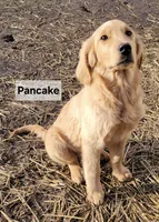 F2 Goldendoodles, a female Goldendoodle for sale in Goldendale, WA – Photo 4 of 8