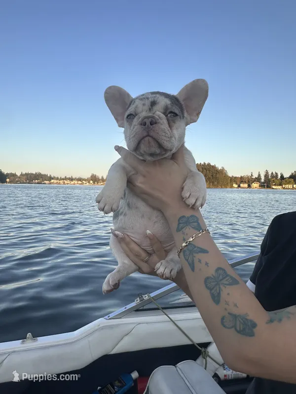 Coco – French Bulldog puppy for sale in Seattle, WA