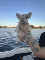 Coco, a male French Bulldog for sale in Seattle, WA – 1 of 5