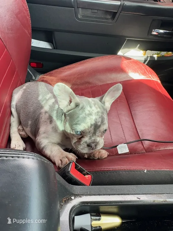Chanel – French Bulldog puppy for sale in Seattle, WA