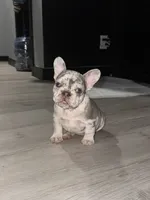 Chanel, a female French Bulldog for sale in Seattle, WA – 8 of 8