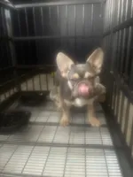 Thor , a male French Bulldog for sale in Seattle, WA – 7 of 10
