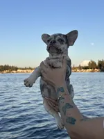 Chanel, a female French Bulldog for sale in Seattle, WA – 3 of 8