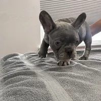 Kash , a male French Bulldog for sale in Seattle, WA – 6 of 7