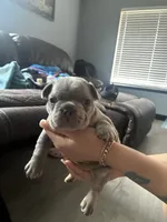 Kash , a male French Bulldog for sale in Seattle, WA – 7 of 7