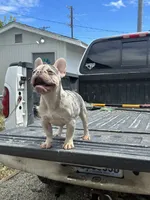 Coco, a male French Bulldog for sale in Seattle, WA – 4 of 5