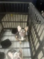 Thor , a male French Bulldog for sale in Seattle, WA – 5 of 10