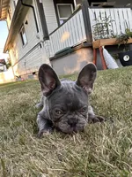Kash , a male French Bulldog for sale in Seattle, WA – 2 of 7