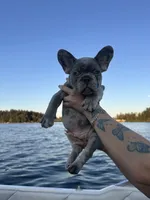 Kash , a male French Bulldog for sale in Seattle, WA – 4 of 7