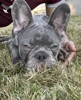 Kash , a male French Bulldog for sale in Seattle, WA – 1 of 7