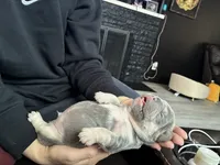Thor , a male French Bulldog for sale in Seattle, WA – 6 of 10