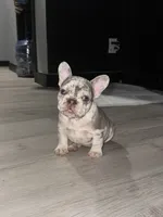 Chanel, a female French Bulldog for sale in Seattle, WA – 6 of 8