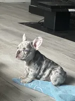Panda, a male French Bulldog for sale in Seattle, WA – 1 of 3