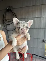 Coco, a male French Bulldog for sale in Seattle, WA – 3 of 5