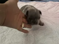 Kash , a male French Bulldog for sale in Seattle, WA – 3 of 7