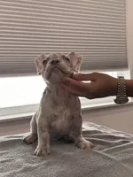 Chanel, a female French Bulldog for sale in Seattle, WA – 5 of 8