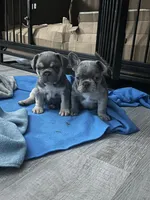 Kash , a male French Bulldog for sale in Seattle, WA – 5 of 7