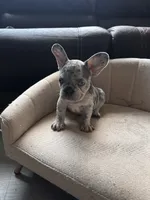 Panda, a male French Bulldog for sale in Seattle, WA – 2 of 3