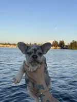 Chanel, a female French Bulldog for sale in Seattle, WA – 2 of 8