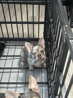 Chanel, a female French Bulldog for sale in Seattle, WA – 4 of 8