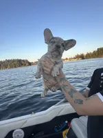 Panda, a male French Bulldog for sale in Seattle, WA – 3 of 3