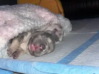 Thor , a male French Bulldog for sale in Seattle, WA – 4 of 10