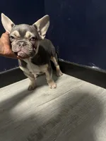 Thor , a male French Bulldog for sale in Seattle, WA – 10 of 10