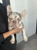 Coco, a male French Bulldog for sale in Seattle, WA – 2 of 5