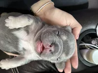 Thor , a male French Bulldog for sale in Seattle, WA – 8 of 10