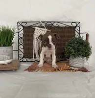 Debby, a female Boston Terrier for sale in Nappanee, IN – 4 of 4