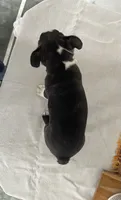 Mickey, a male Boston Terrier for sale in Nappanee, IN – 4 of 4