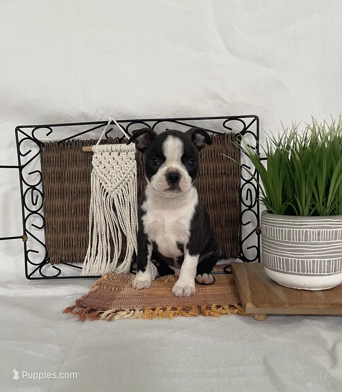 Mickey – Boston Terrier puppy for sale in Nappanee, IN