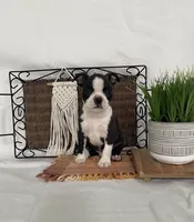Mickey, a male Boston Terrier for sale in Nappanee, IN – 1 of 4