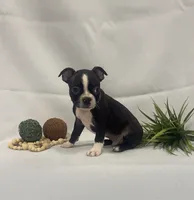 Chad, a male Boston Terrier for sale in Nappanee, IN – 2 of 4