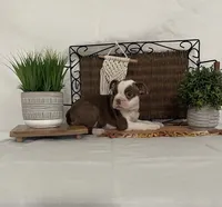 Dena, a female Boston Terrier for sale in Nappanee, IN – 4 of 5