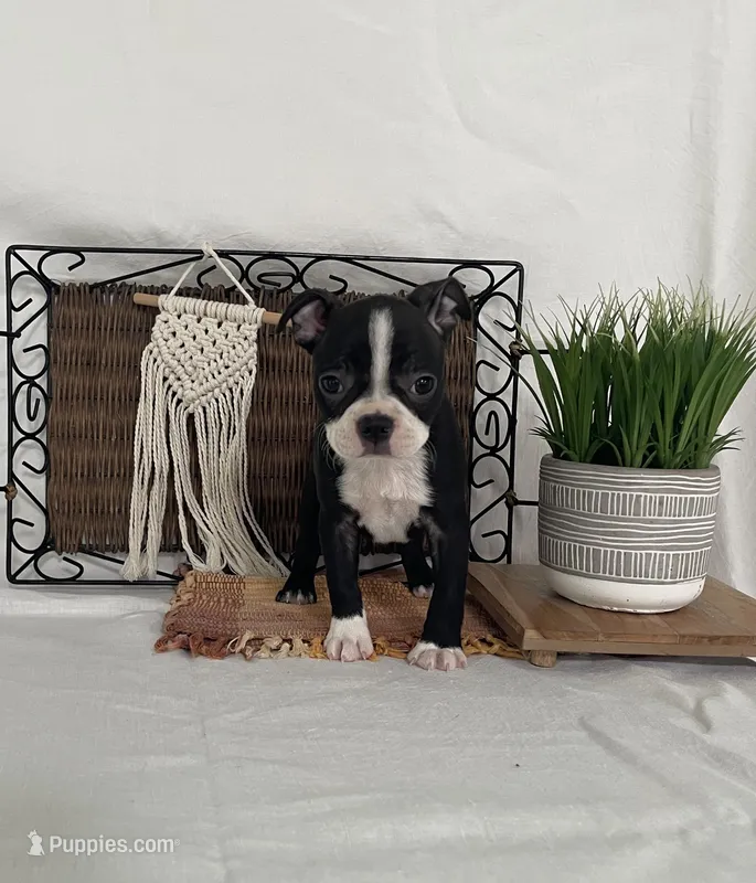 Mabel – Boston Terrier puppy for sale in Nappanee, IN