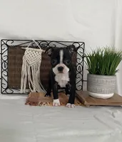 Mabel, a female Boston Terrier for sale in Nappanee, IN – 1 of 4