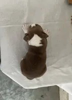 Paxston, a male Boston Terrier for sale in Nappanee, IN – 4 of 4