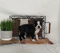 Mickey, a male Boston Terrier for sale in Nappanee, IN – 2 of 4