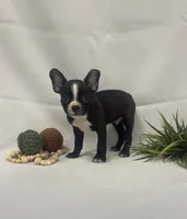 Chester, a male Boston Terrier for sale in Nappanee, IN – 3 of 4