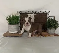Patrick, a male Boston Terrier for sale in Nappanee, IN – 1 of 4