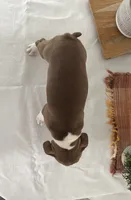 Debby, a female Boston Terrier for sale in Nappanee, IN – 3 of 4