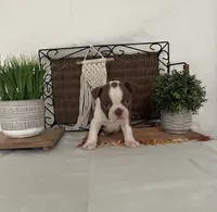 Patrick, a male Boston Terrier for sale in Nappanee, IN – 3 of 4