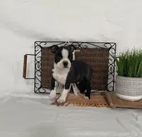 Mickey, a male Boston Terrier for sale in Nappanee, IN – 3 of 4